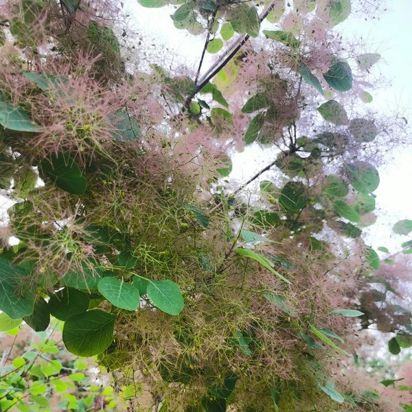 smoketree (2)