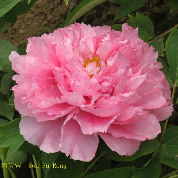 image001 image001