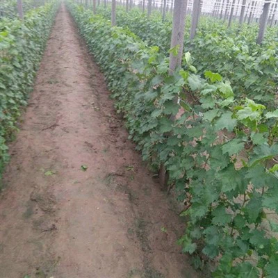 अंगूर के पौधे