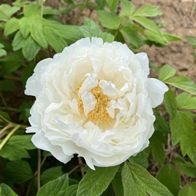 जापानी Peony अंकुर