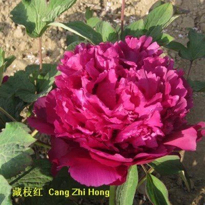 बैंगनी बड़े फूल वाली Peony